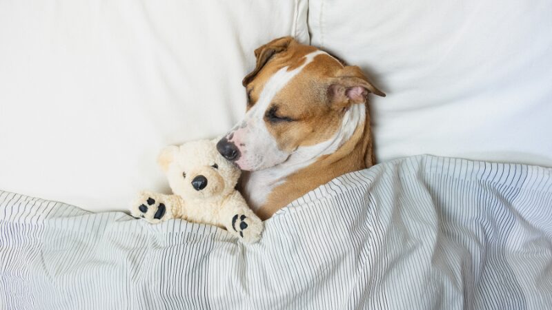 犬の寝相の意味と快適な寝床づくりを徹底解説。体調・心理サインの秘密