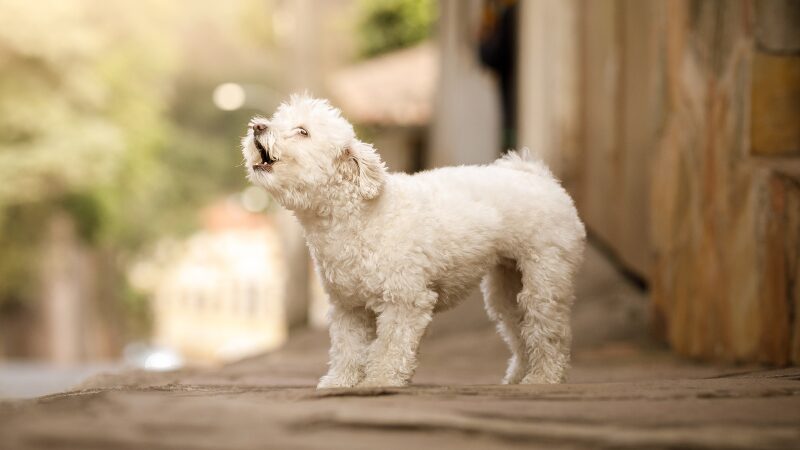 犬の無駄吠えを改善するしつけ術 家で始めるステップと注意点