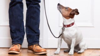 犬のしつけの基本｜オスワリとマテをマスターして愛犬との暮らしを快適に