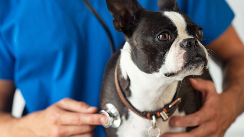 愛犬の一年間健康管理プラン 季節ごとのリスクと予防対策を徹底解説