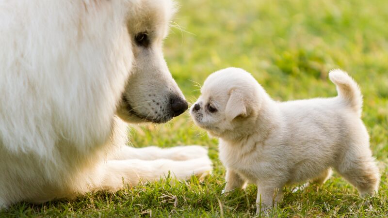 犬の年齢別健康管理 パピーからシニアまでのケア法とコツ