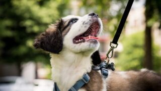 犬の散歩中の引っ張りグセを直すリードワークで愛犬との外出を快適に