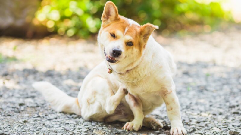 犬の皮膚炎や脱毛などのトラブル対策と予防法