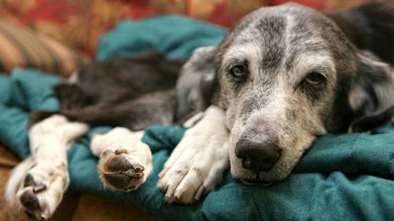 シニア犬の介護と体力維持 暮らしを快適にサポートする方法